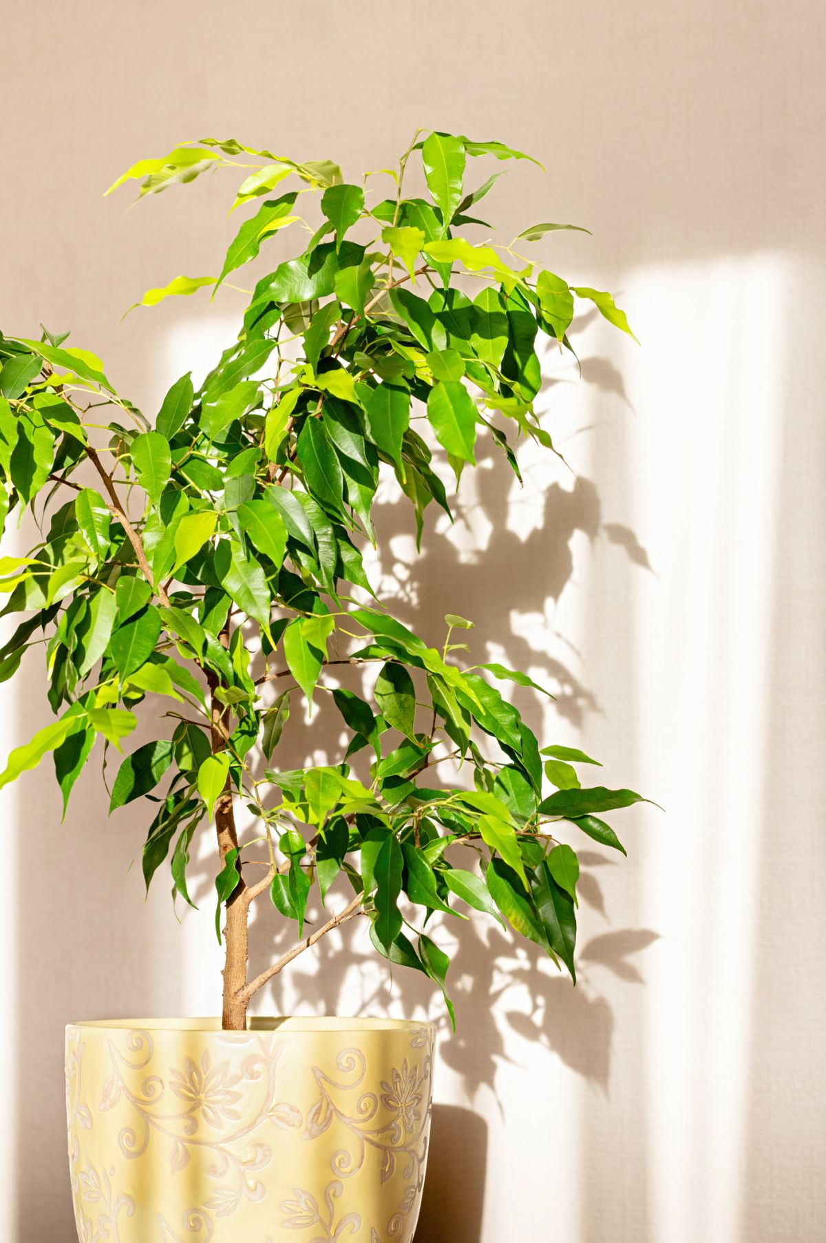 10种易于护理的办公室植物