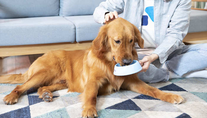 狗身上这些地方要少碰,对狗伤害大,别不信!