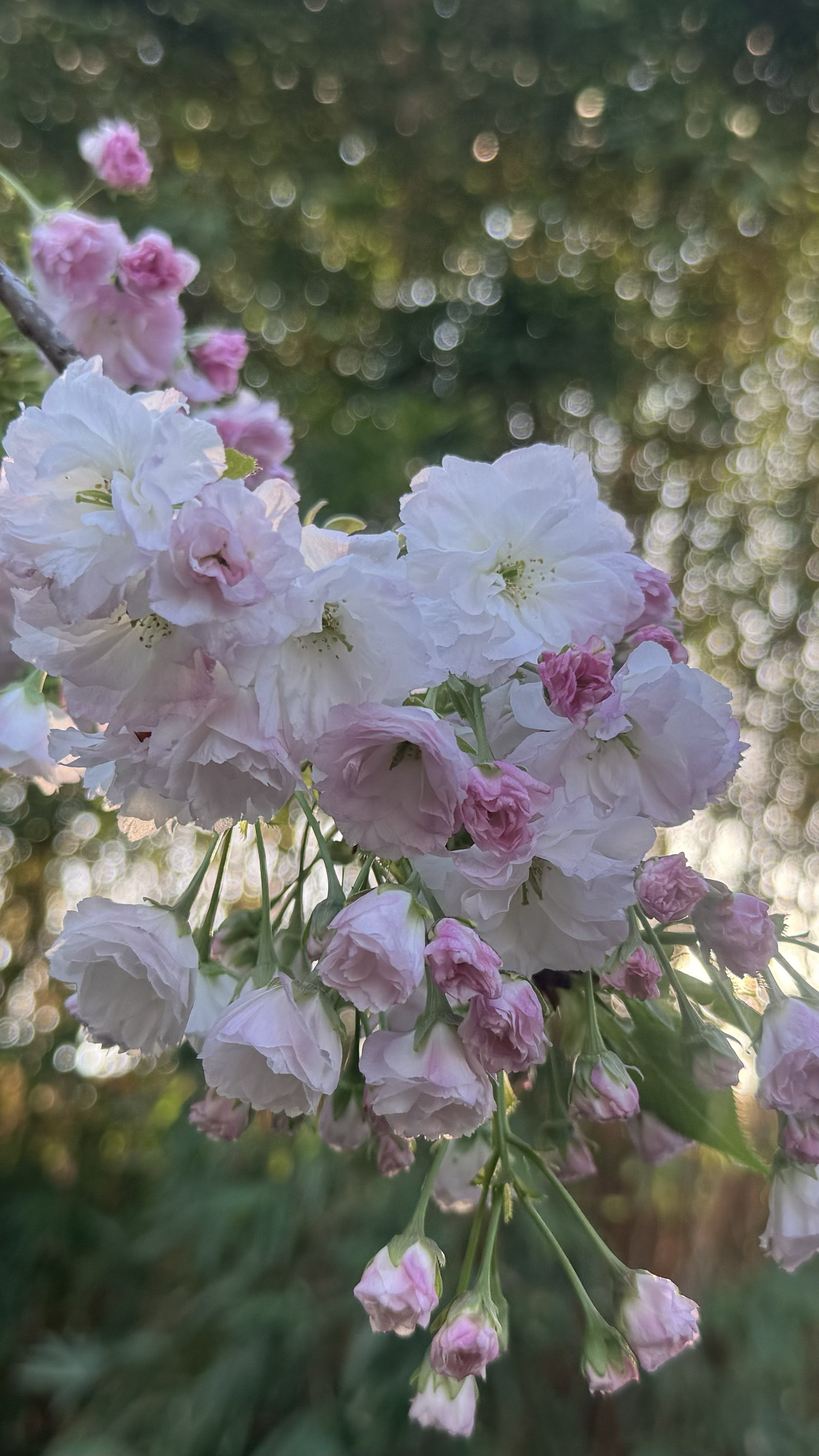 重瓣樱花高清图图片