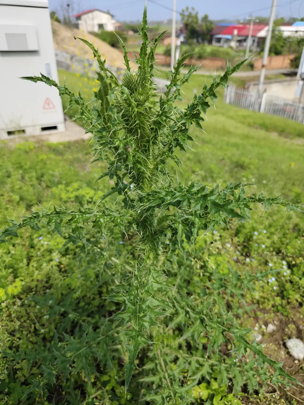 这个是什么东西,防御这么强,全身都长满了尖刺,不小