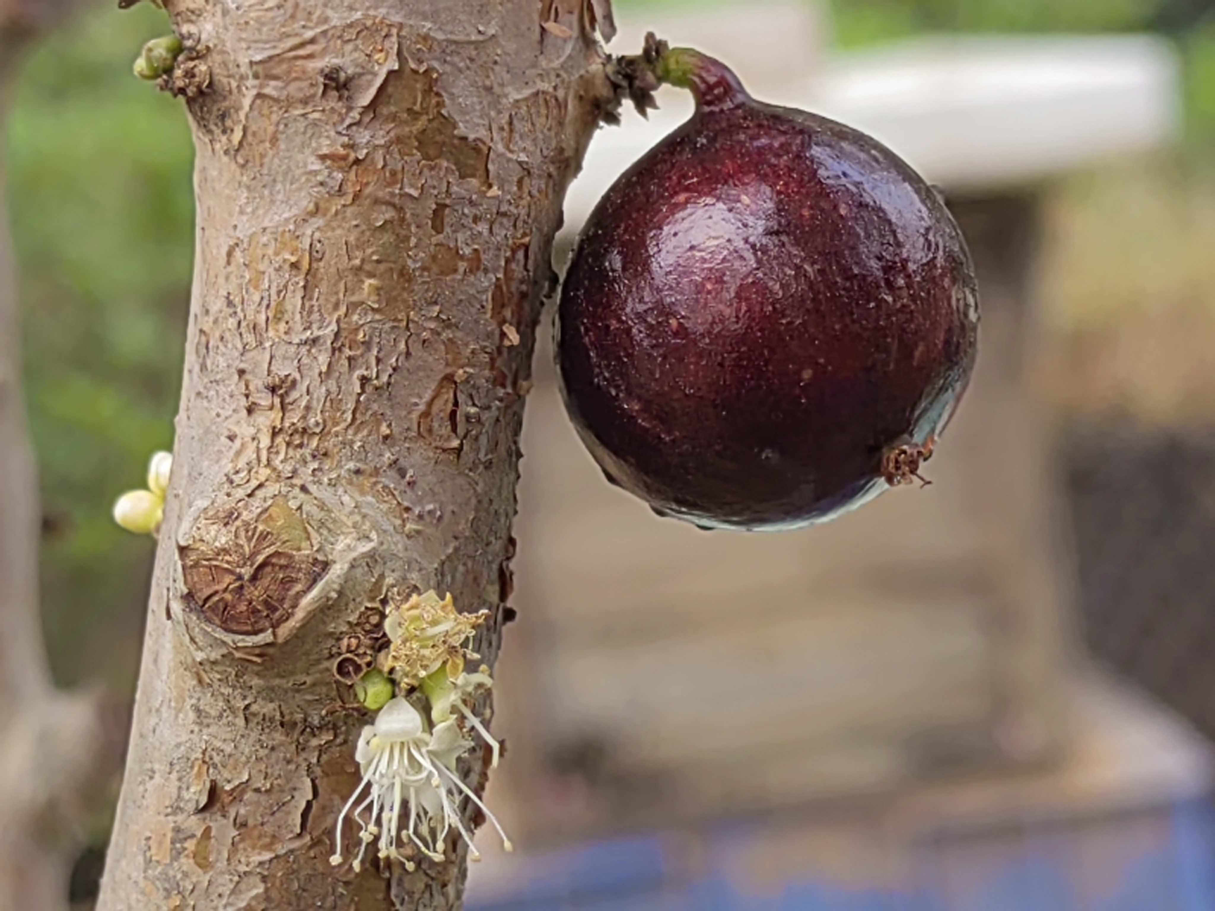 加多宝果也叫树葡萄,春天开花.@蓝石华写人间的动态
