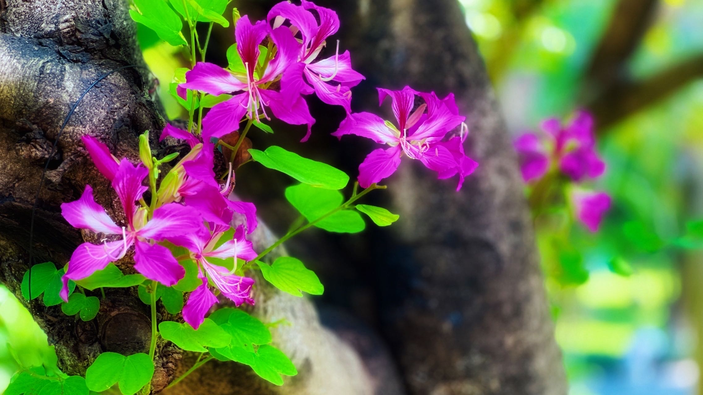 洋紫荆花,又名红花羊蹄甲,在香港和台湾称为洋紫荆,是香港特别行政区