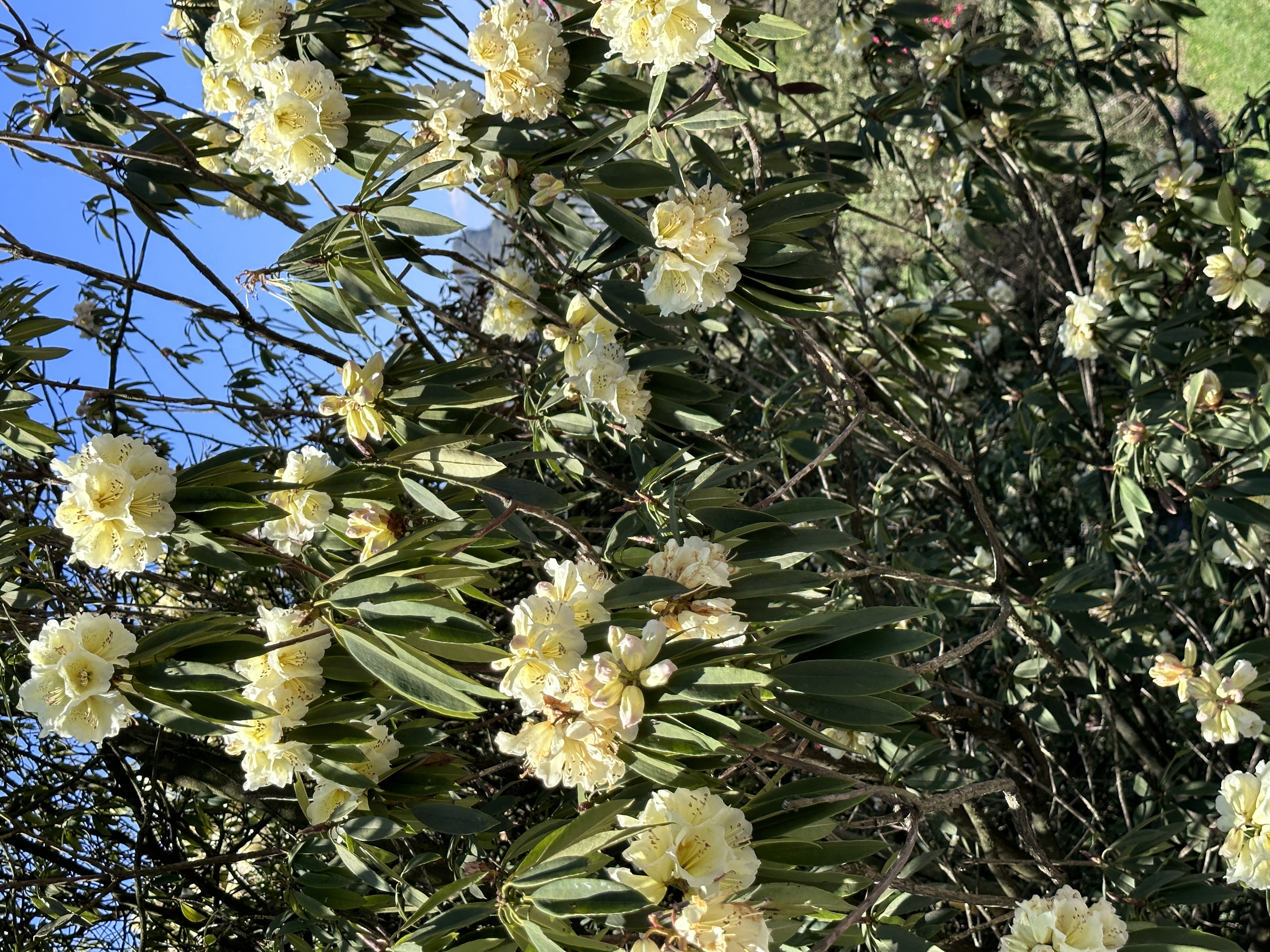 百里杜鹃普底景区数花峰至云台岭周边