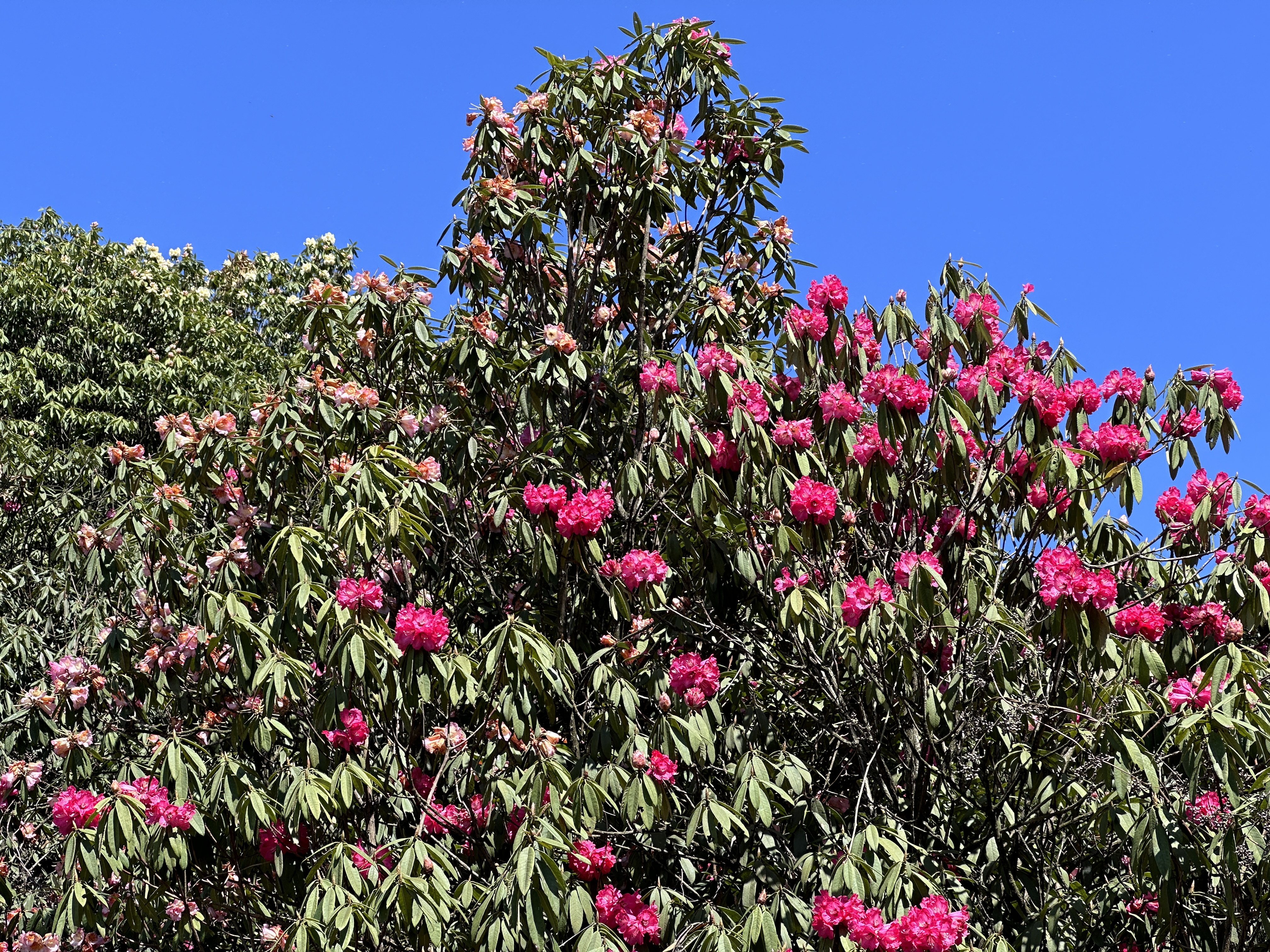 百里杜鹃普底景区数花峰至云台岭周边