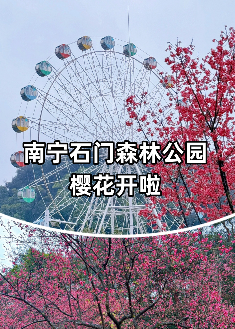 南宁石门森林公园樱花图片