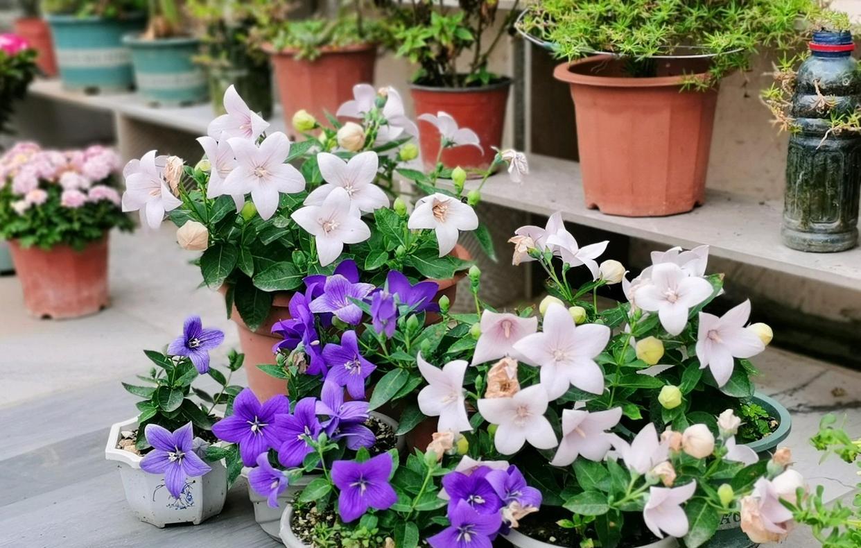 耐寒植物—中华桔梗,根系发达,北方露养也能过冬,是许多北方家庭庭院