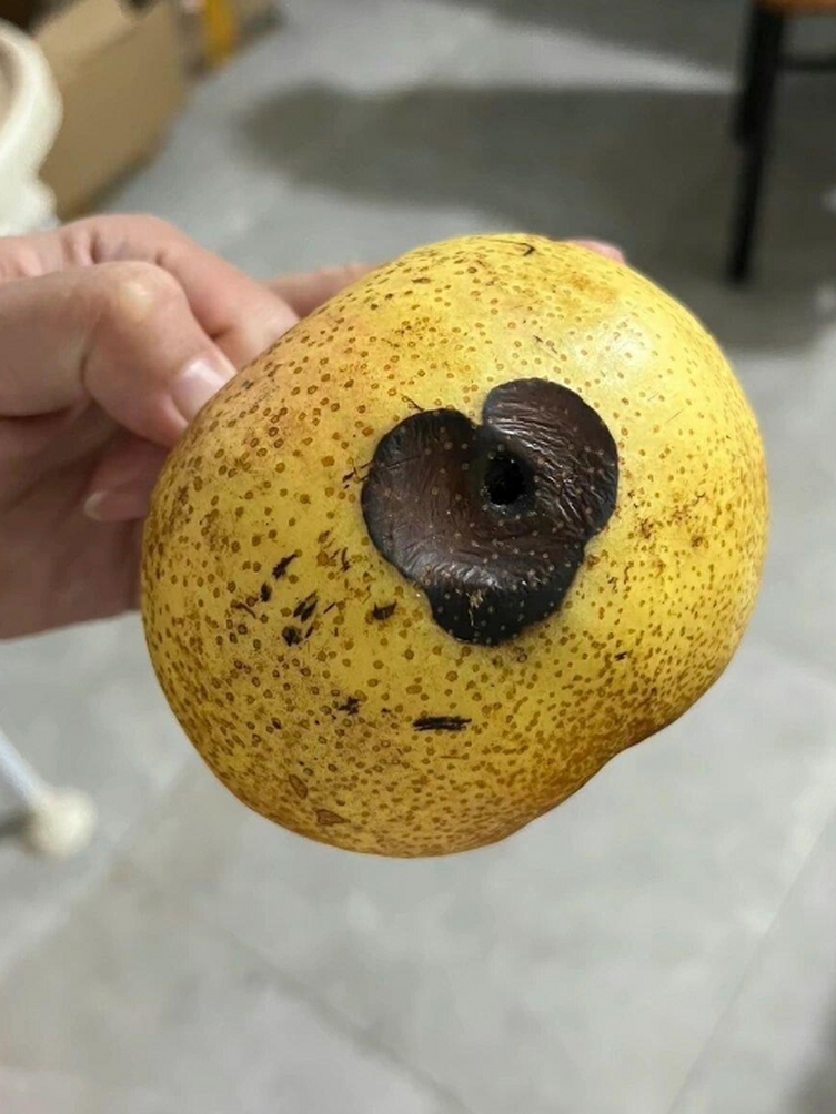 这样的梨,把那烂的给它挖掉,还可以吃吗?对人的身体有害吗?
