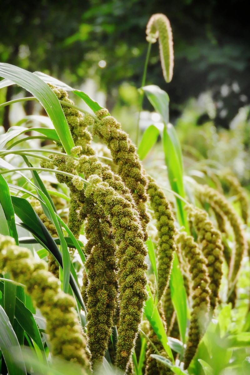 它们低垂着头,仿佛在向人们展示着辛勤努力的成果.