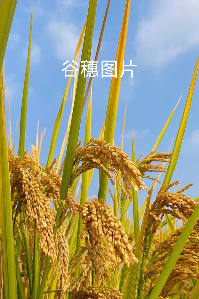 谷穗,承载着农民的汗水与希望