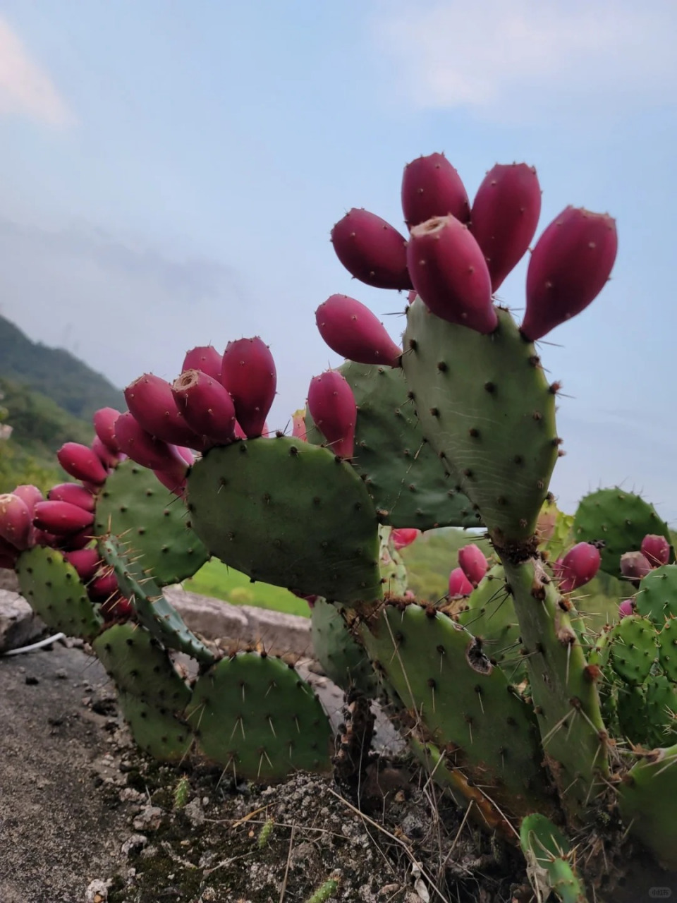 仙人掌的样子怎么说图片