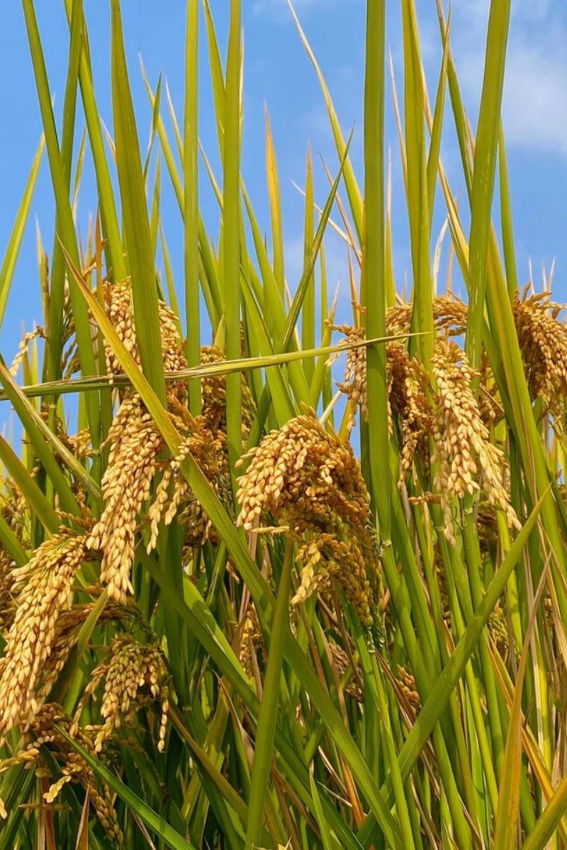 它们低垂着头,仿佛在向人们展示着辛勤努力的成果.