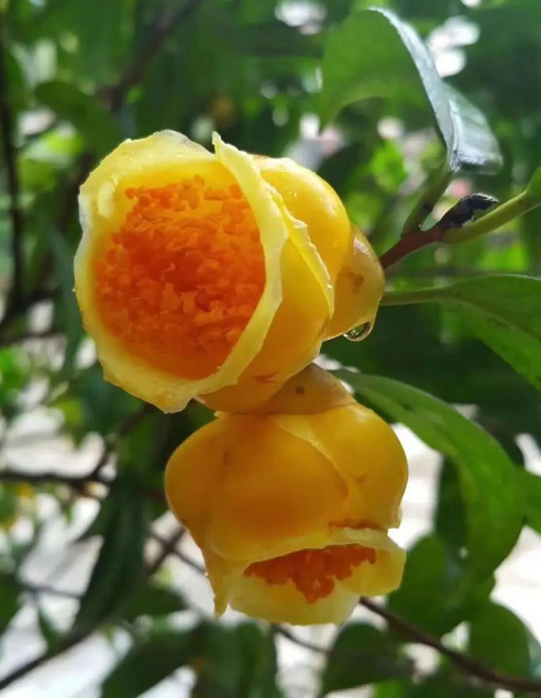 茶花中的"皇帝茶",花朵比黄金耀眼,营养丰富,观赏食用皆棵可 金花茶是