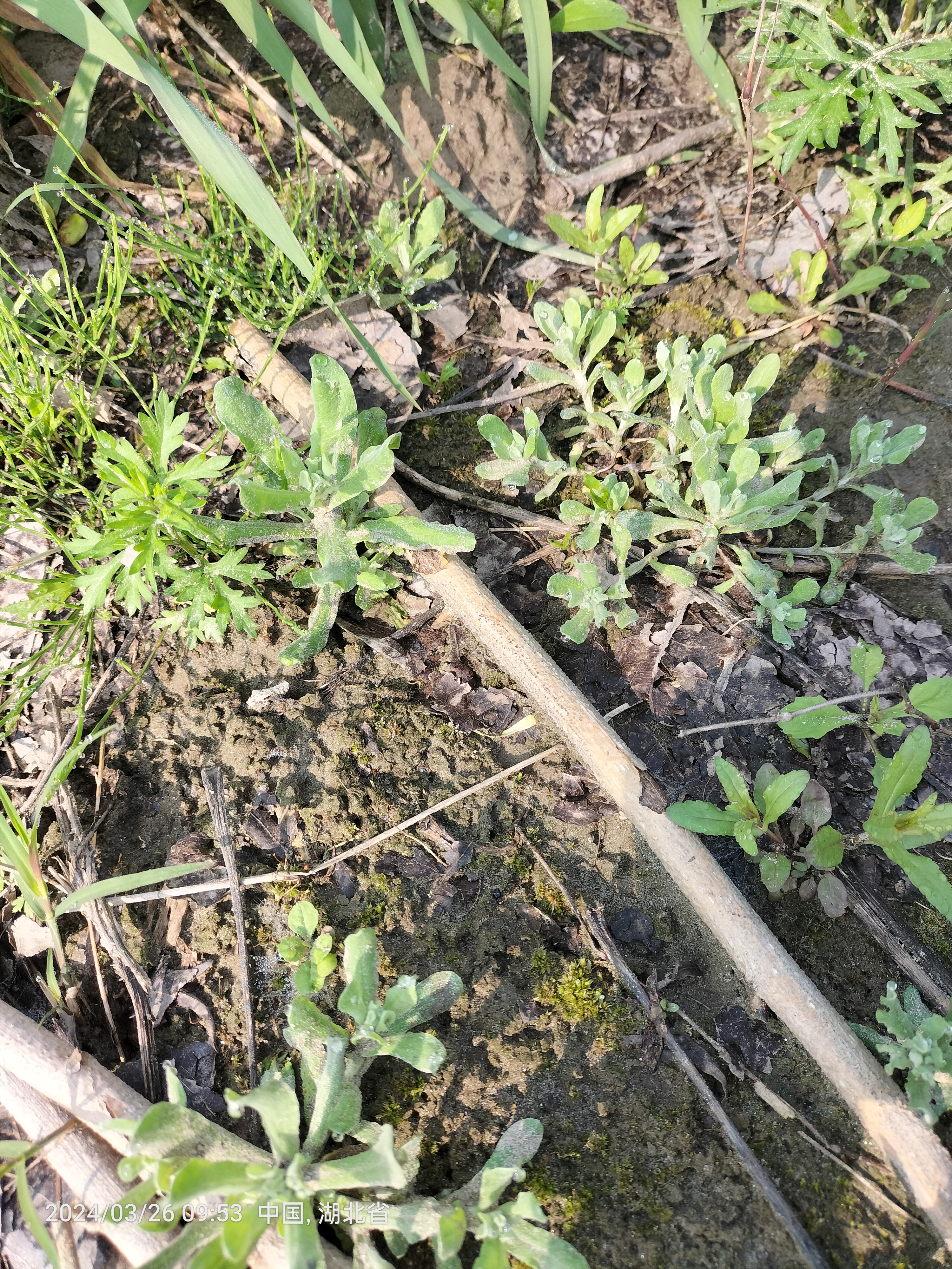 南方的春天快结束了西北方的春天才开始这些野菜你吃过几种