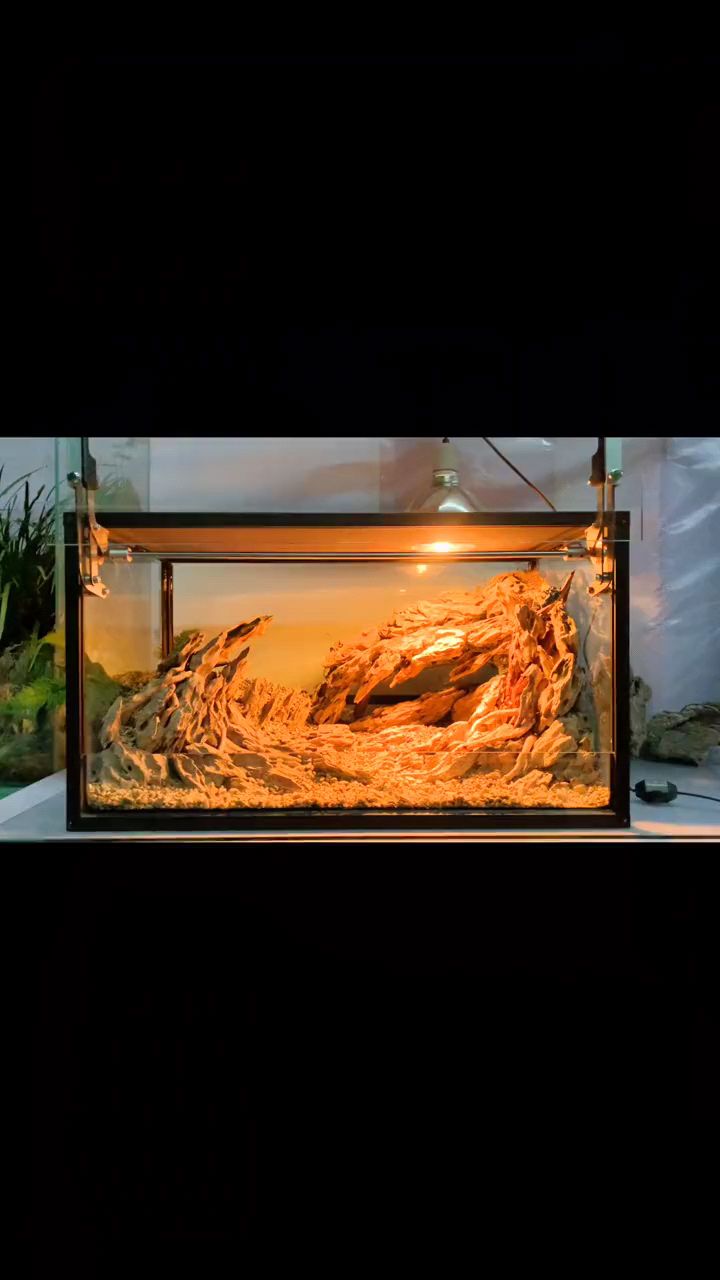 爬宠饲养箱鬃狮蜥顶级造景