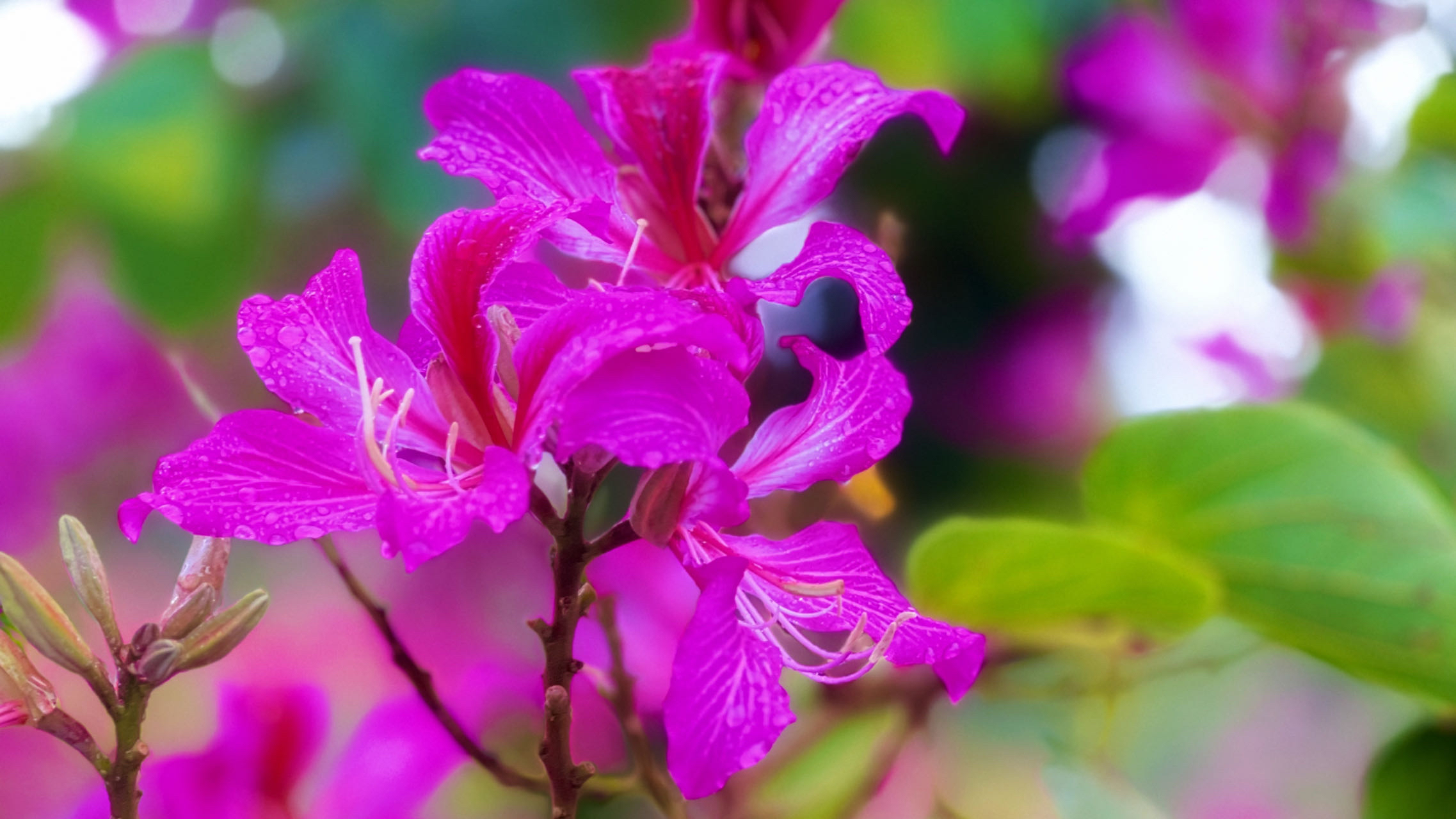 洋紫荆花,又名红花羊蹄甲,在香港和台湾称为洋紫荆,是香港特别行政区