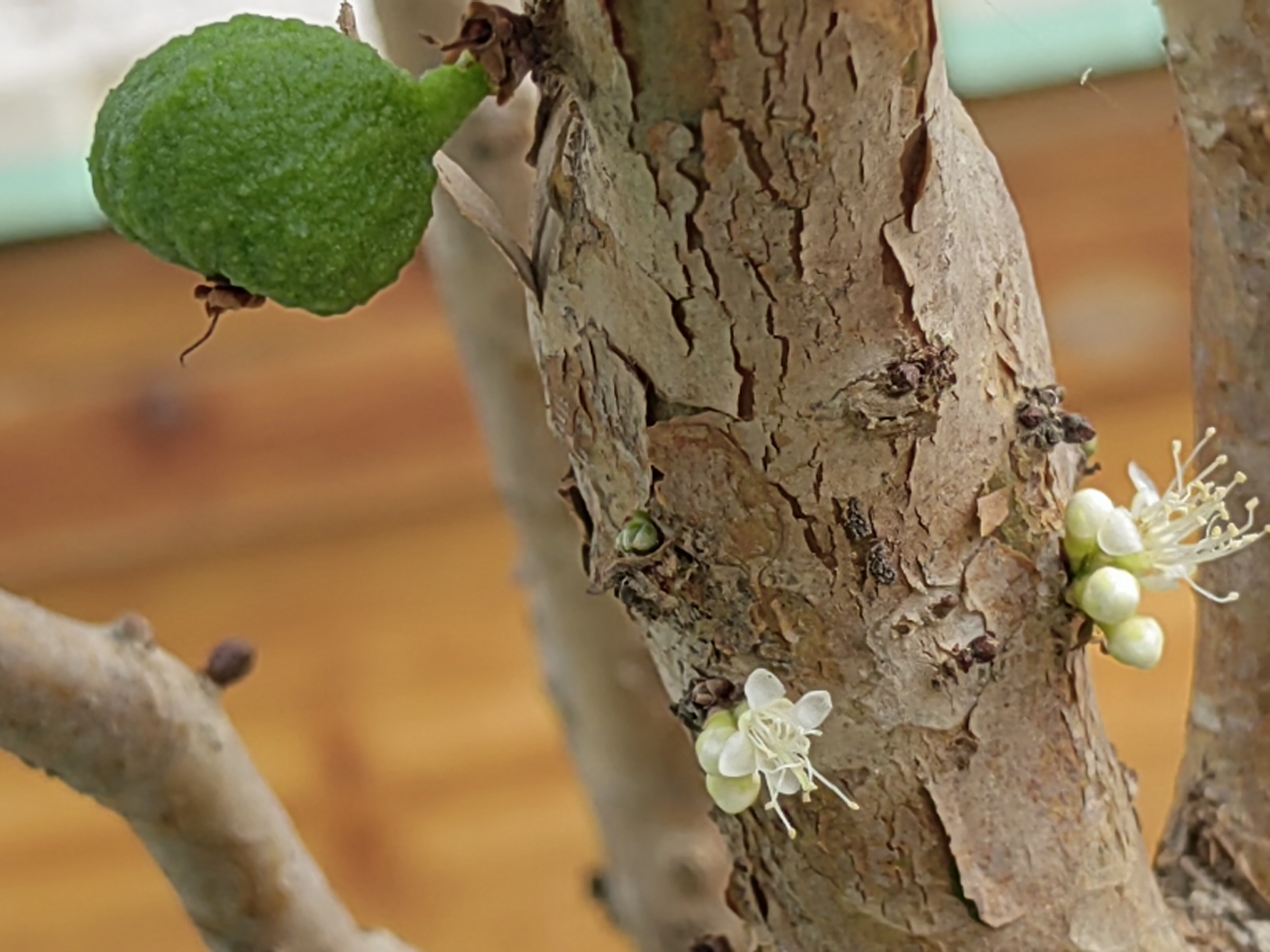 加多宝果也叫树葡萄,春天开花果成熟,让人忘记了季节的更替轮回.