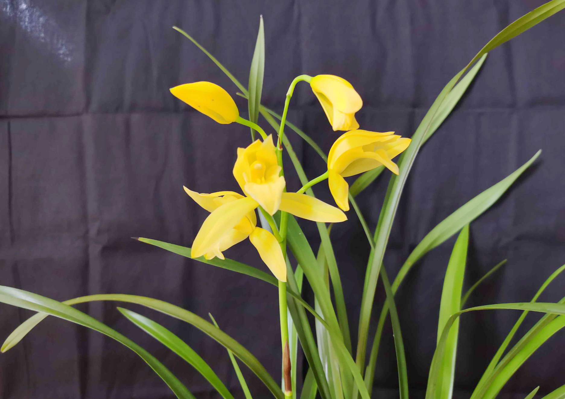 兰界排名第一的黄金素花,花色耀眼,大花,香浓,阳台成功变花海