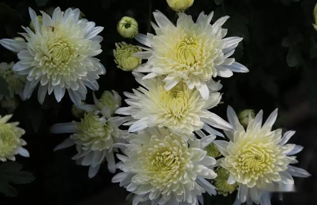 清明节,对天堂亲人的哀思,缅怀