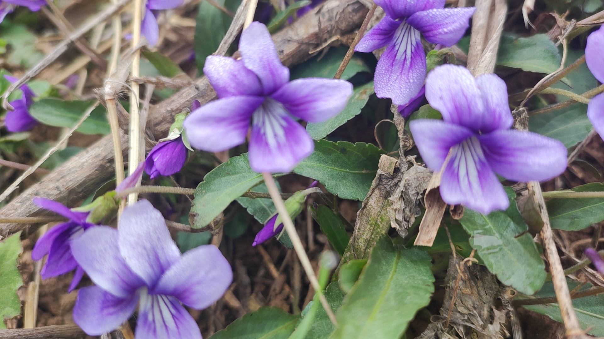 农村百草花