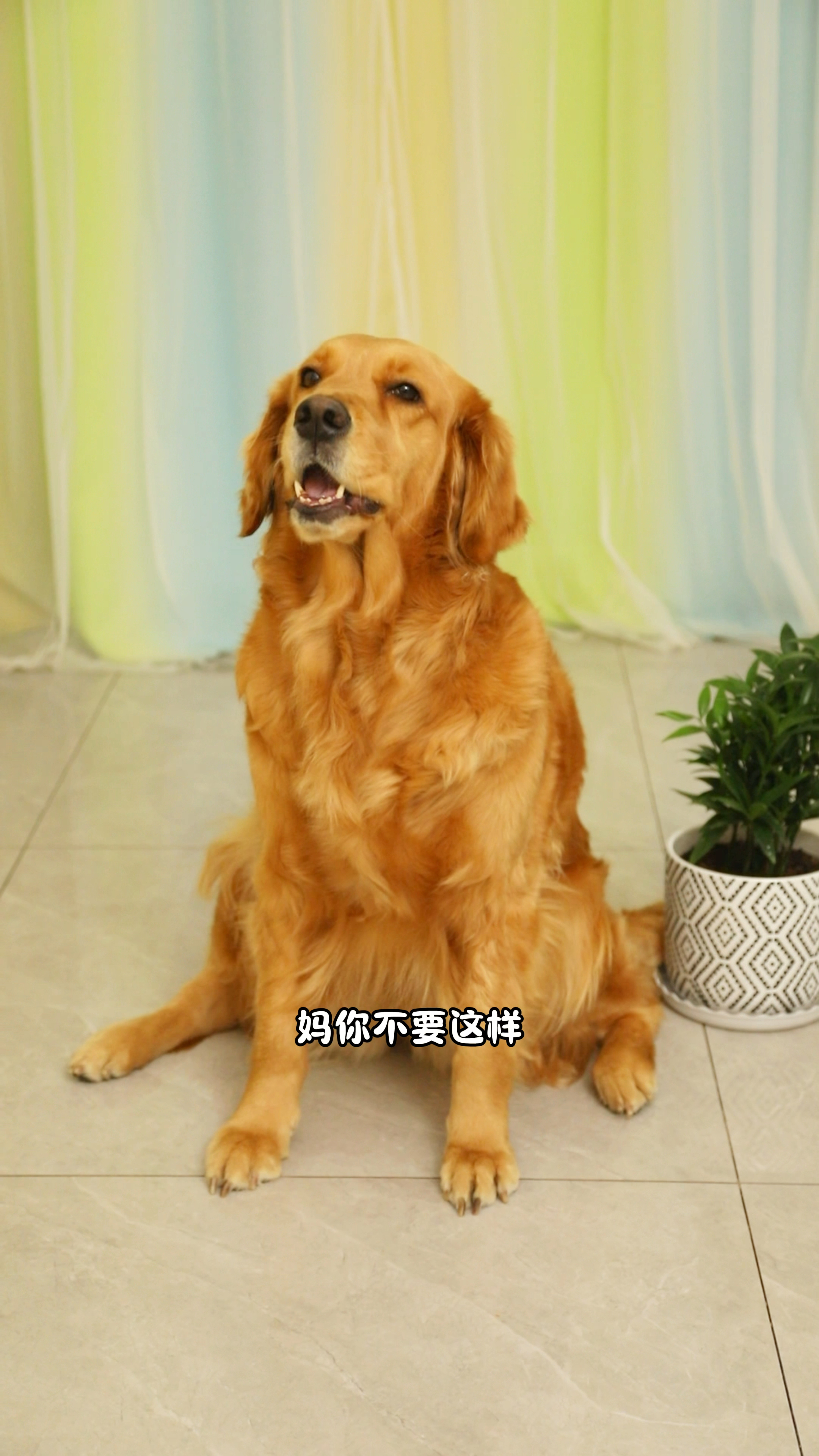 暖心的狗狗大奶茶