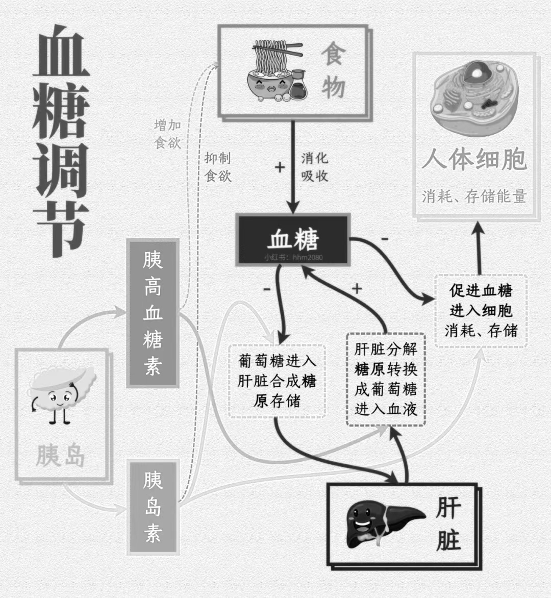 一张图带你了解,血糖在人体是如何调节的?