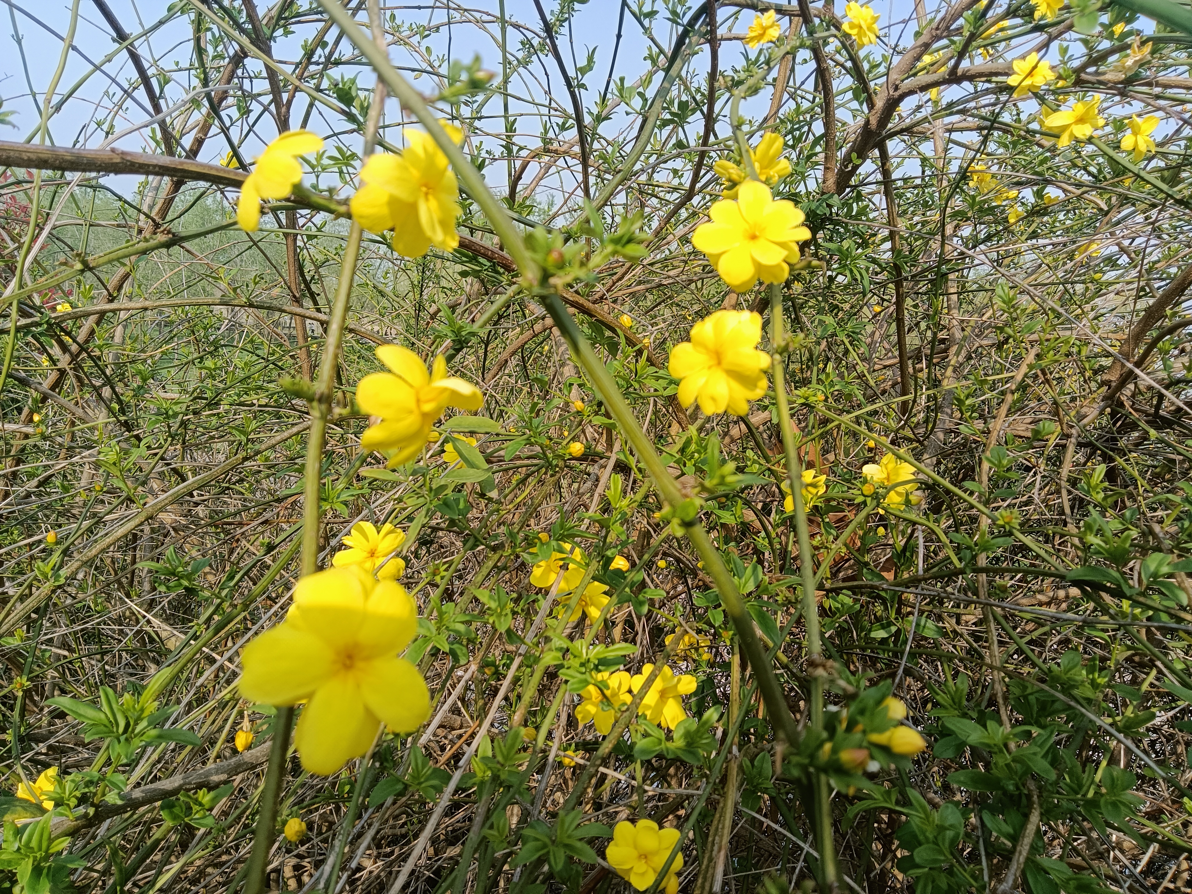 皖花似锦# 迎春花,又名小黄花,花开2—4月,是全年最早开花的花儿之一