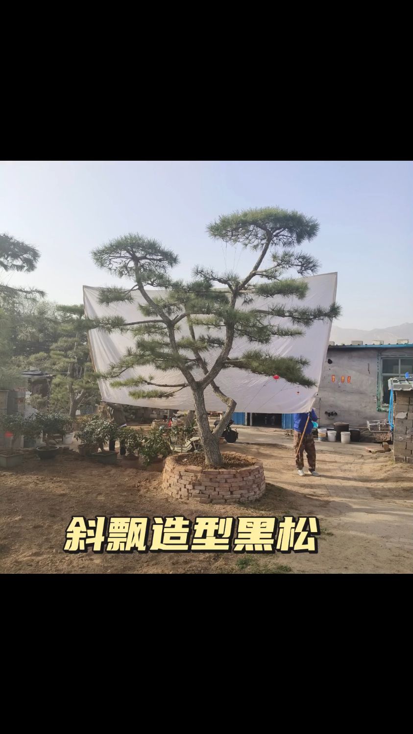 斜飘造型黑松,简直太美了