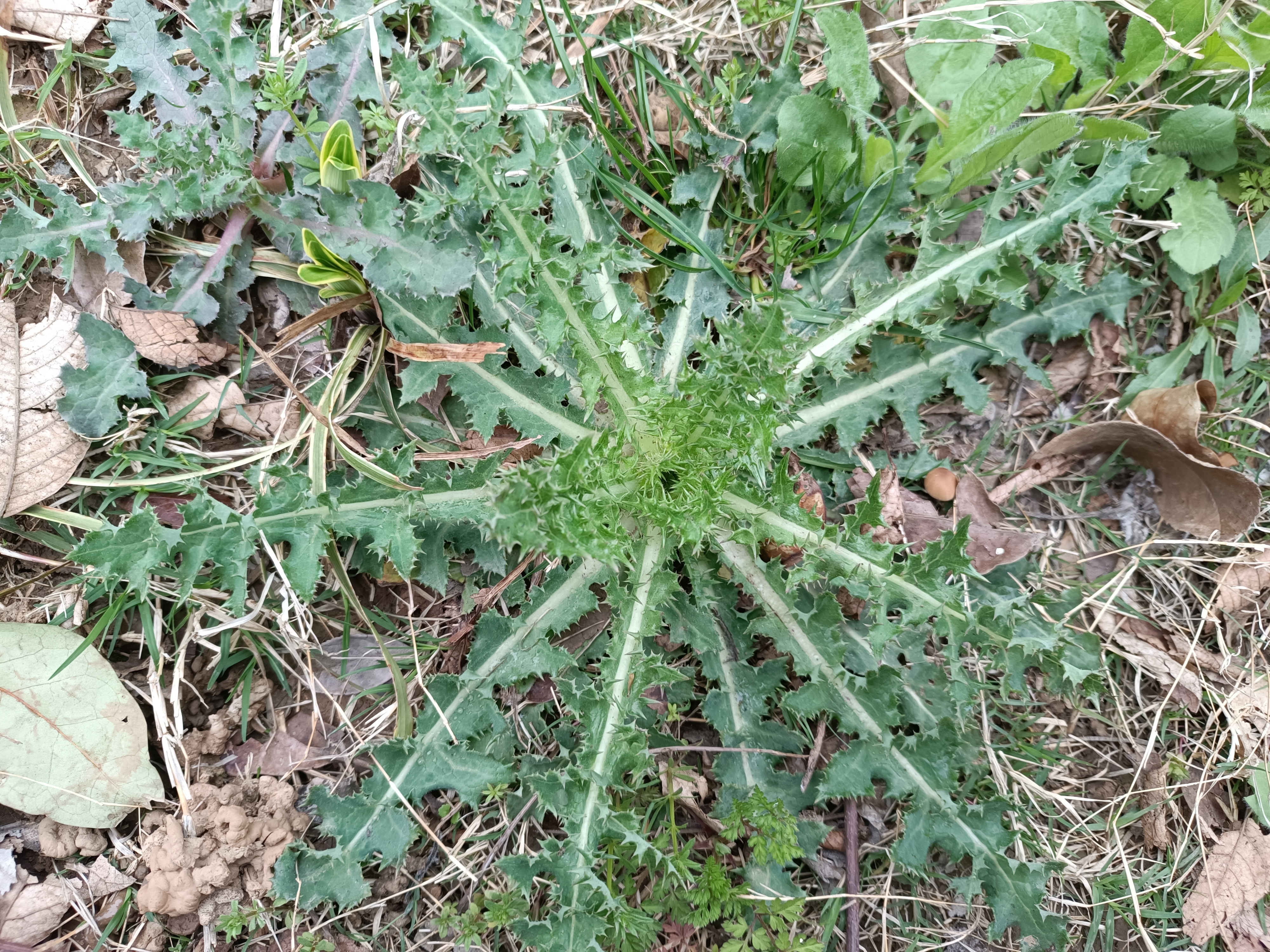 苦苣菜的功效图片