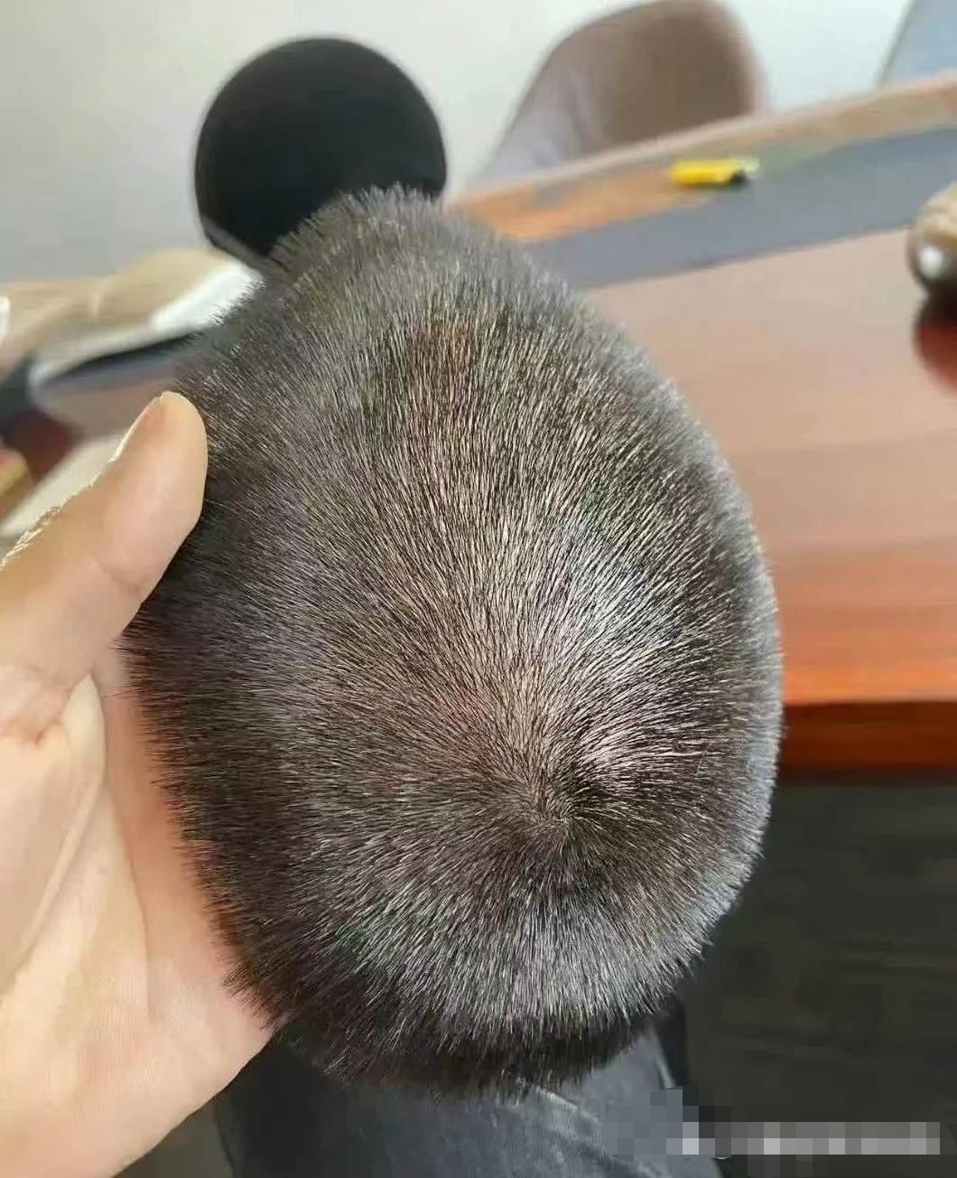 第一眼看以为是老鼠,这头发看起来怪吓人的,假头皮看起来像真头皮,看