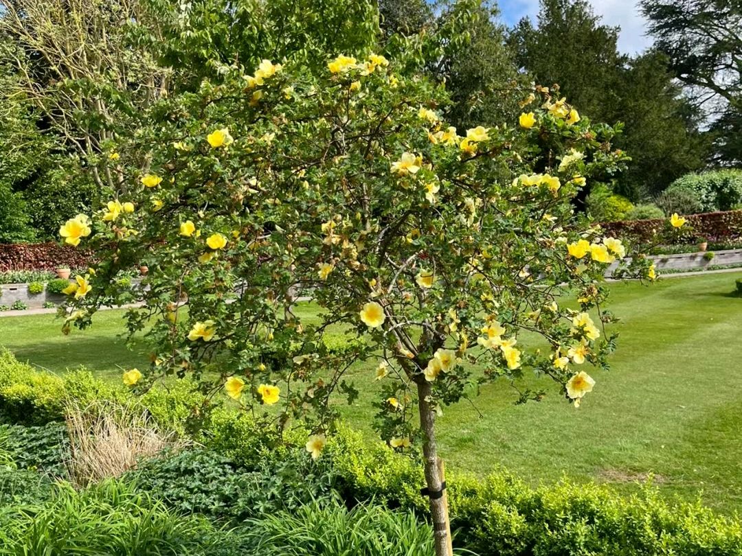 黄刺玫:娇艳之花与坚韧之刺的交响