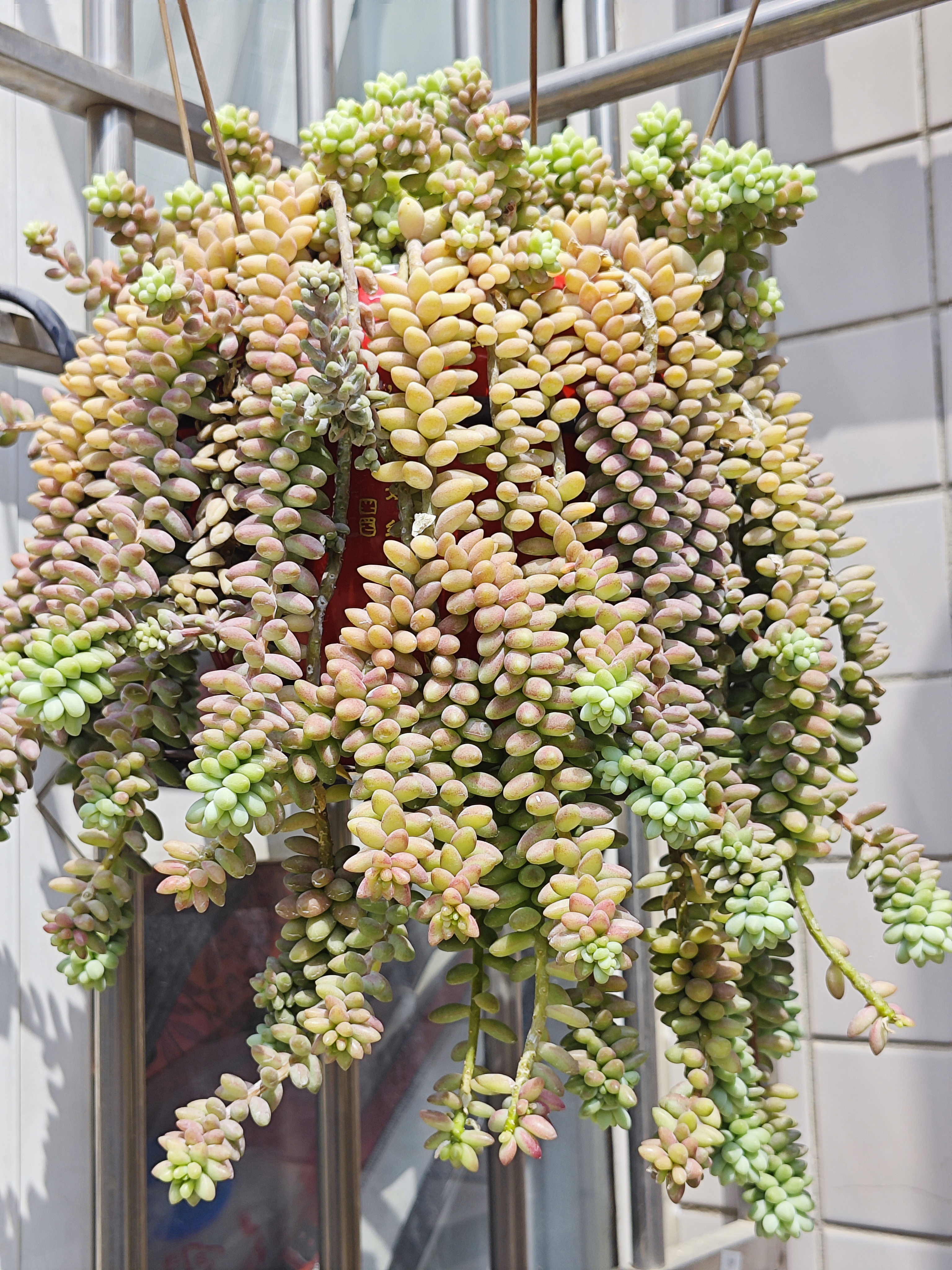 [挤眼]  瀑布玉坠,妖娆冬美人,悬崖桩姬胧月,吸财树,赤鬼城,鹿角海棠