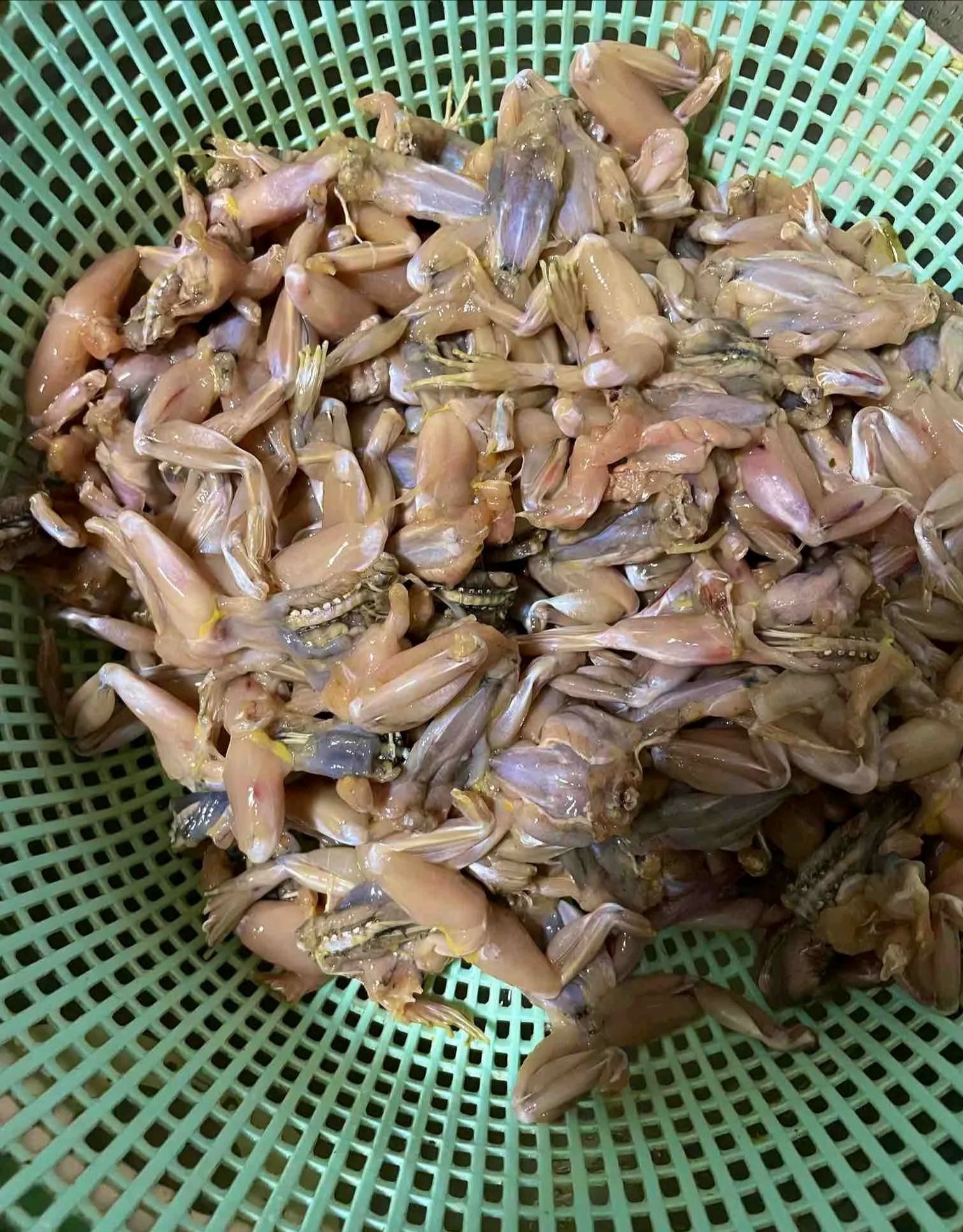 这东西还是在饭店吃过,在家里不知道从那里下手,哪