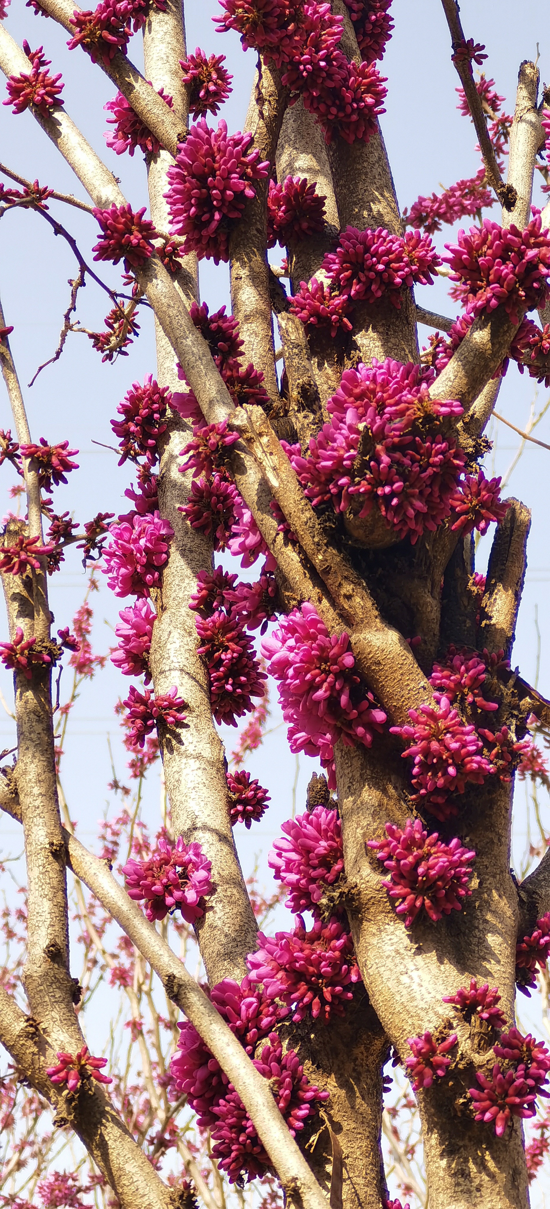 沿着河边小道慢慢走,累了找块石头一坐,看看这姹紫嫣红的春天吧