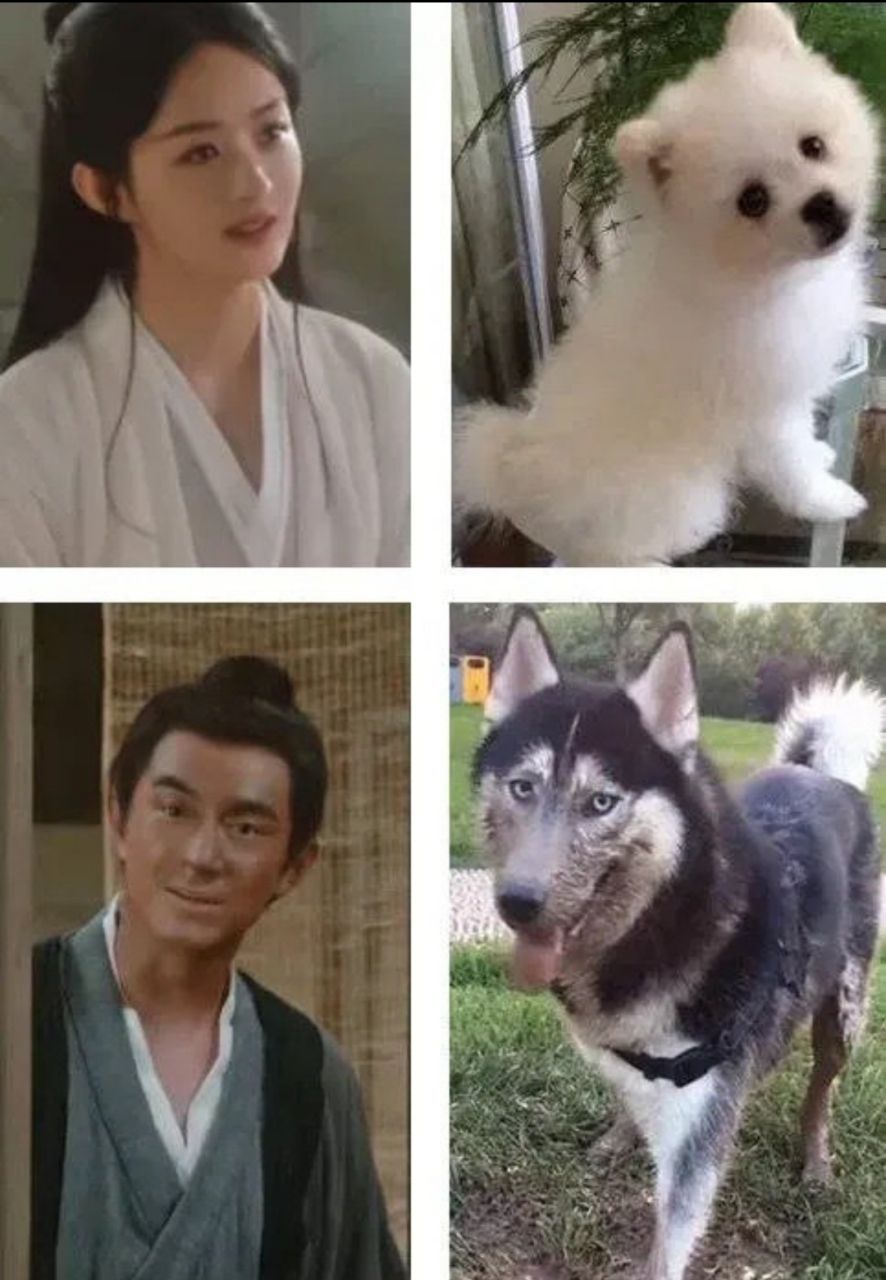 林更新撞脸哈士奇,那么赵丽颖撞脸的是什么狗狗?