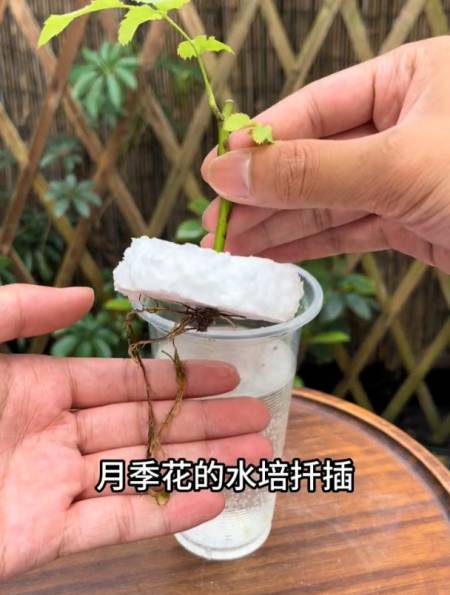 月季花水培方法图片