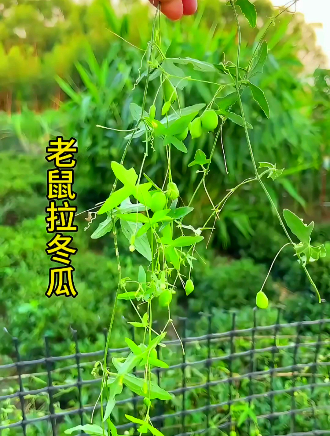 老鼠拉冬瓜,这名字听起来好有趣!你见过这种长相奇特的植物吗