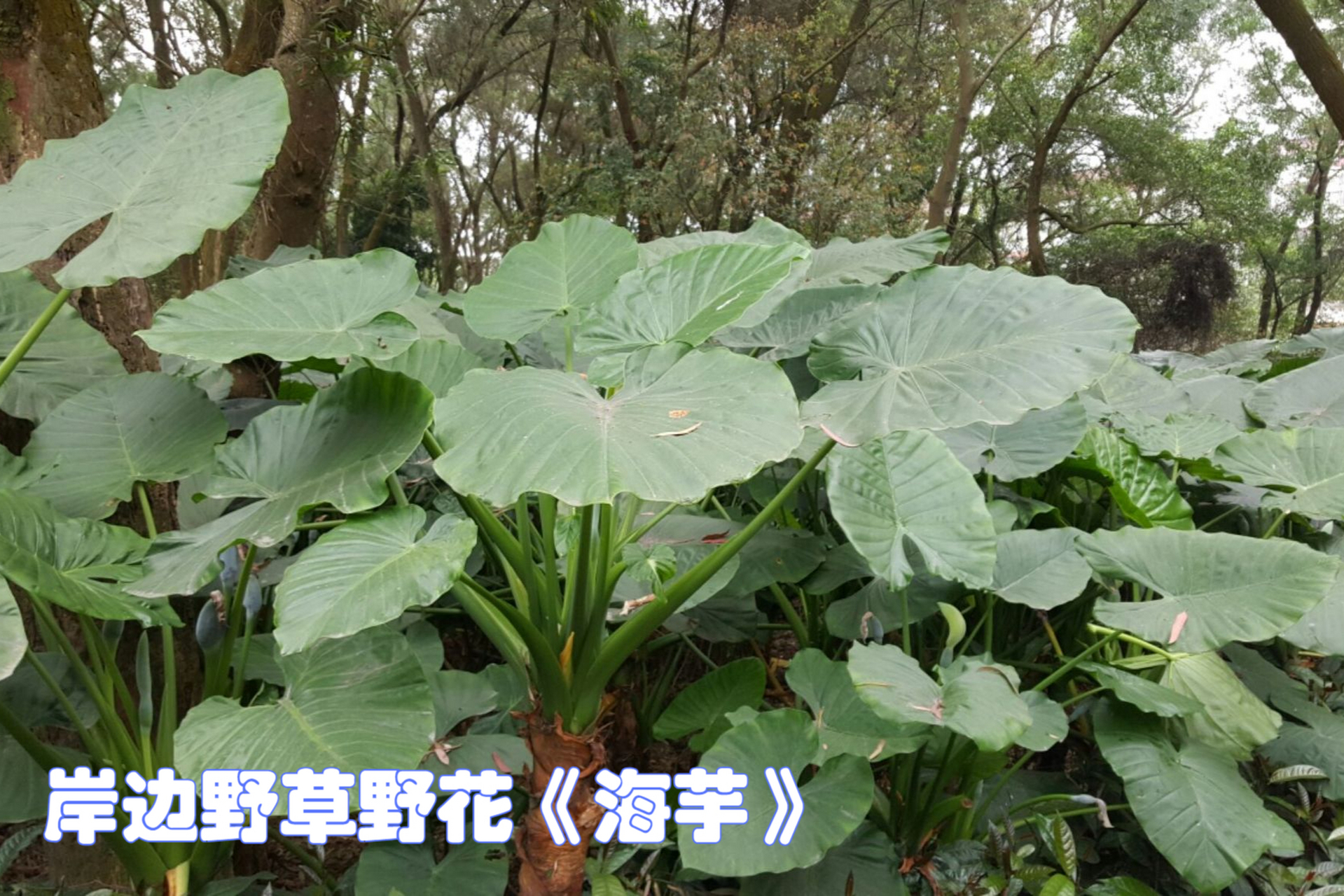 海芋,惊艳眼球的多年生草本植物之王!