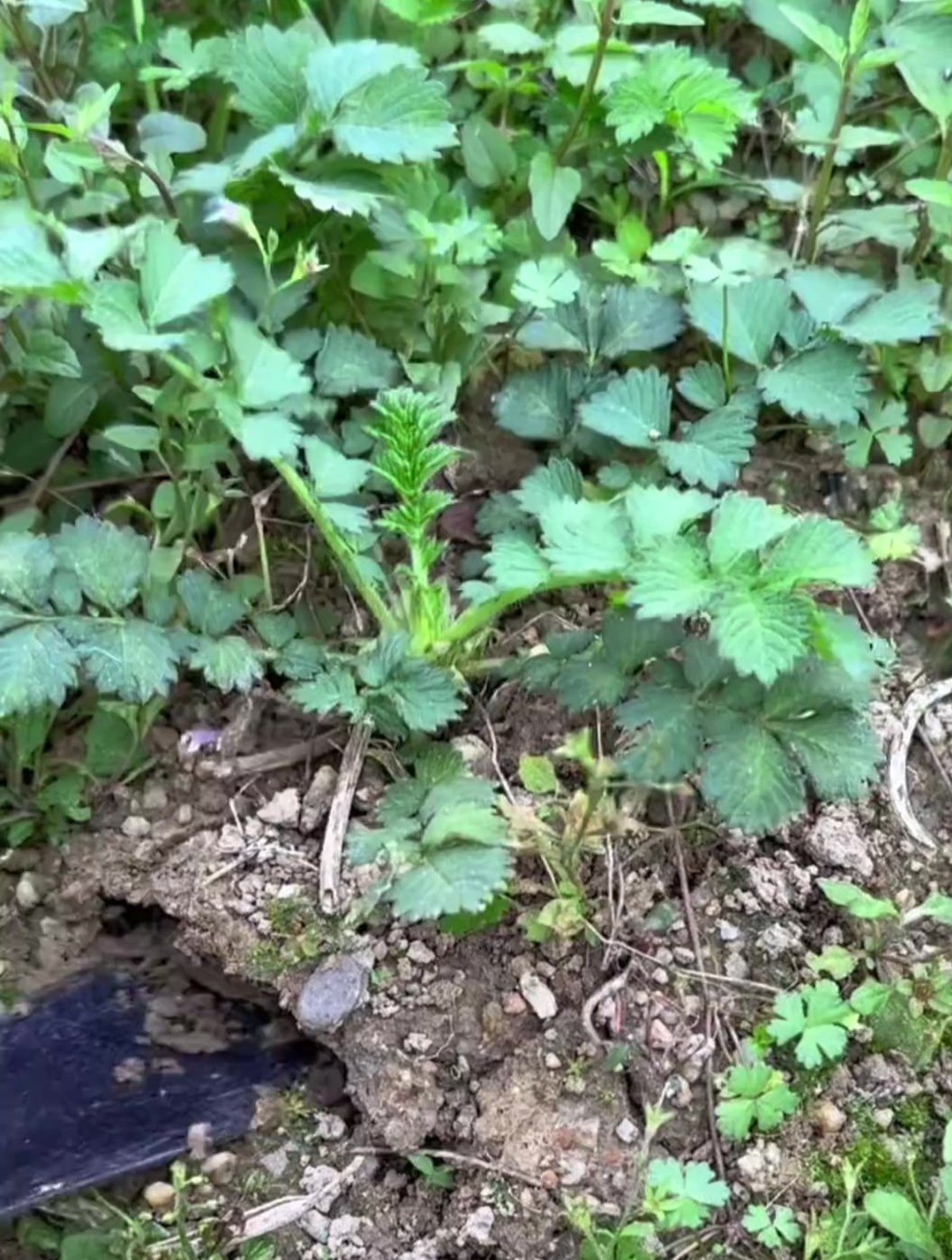 龙芽草也叫仙鹤草,它的叶子很特别
