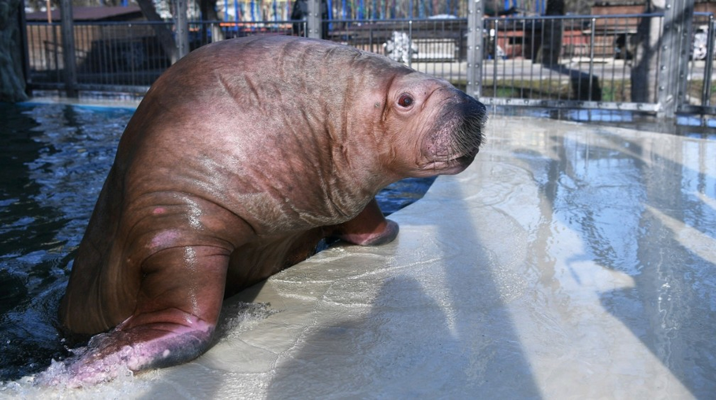 为什么海象出水后,皮肤颜色就慢慢地由白变深变红?