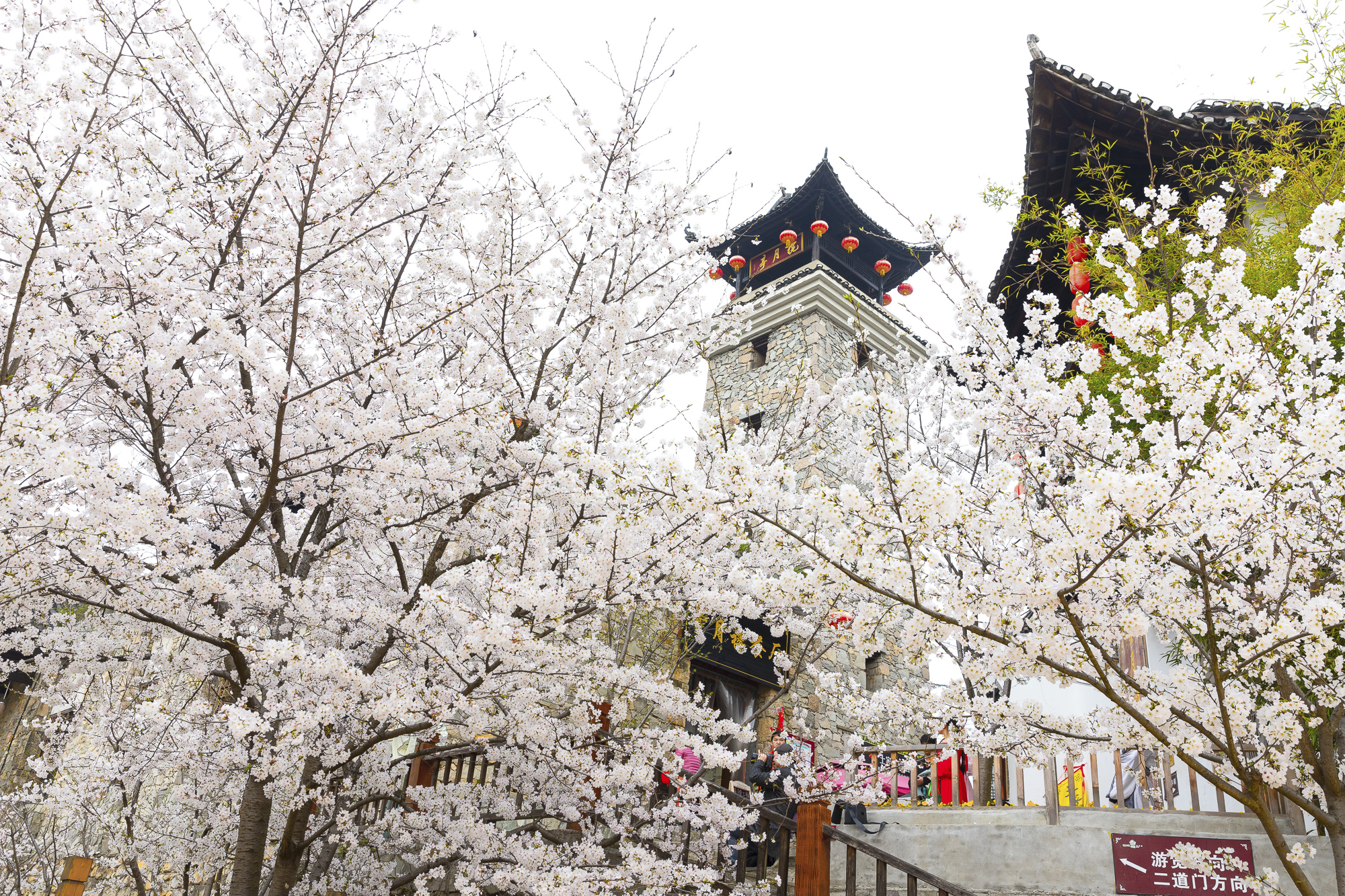 武汉黄陂锦鲤土司城(原锦里沟)的樱花季正值盛放,详细赏花线路