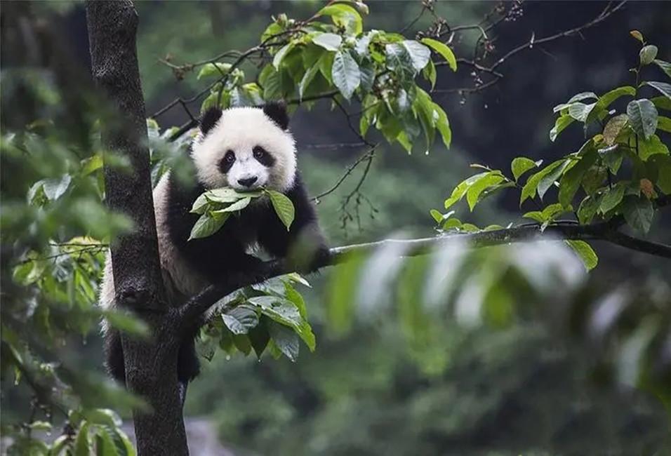 2014年云南农民的羊被咬死两兄弟怒杀野生大熊猫下场如何