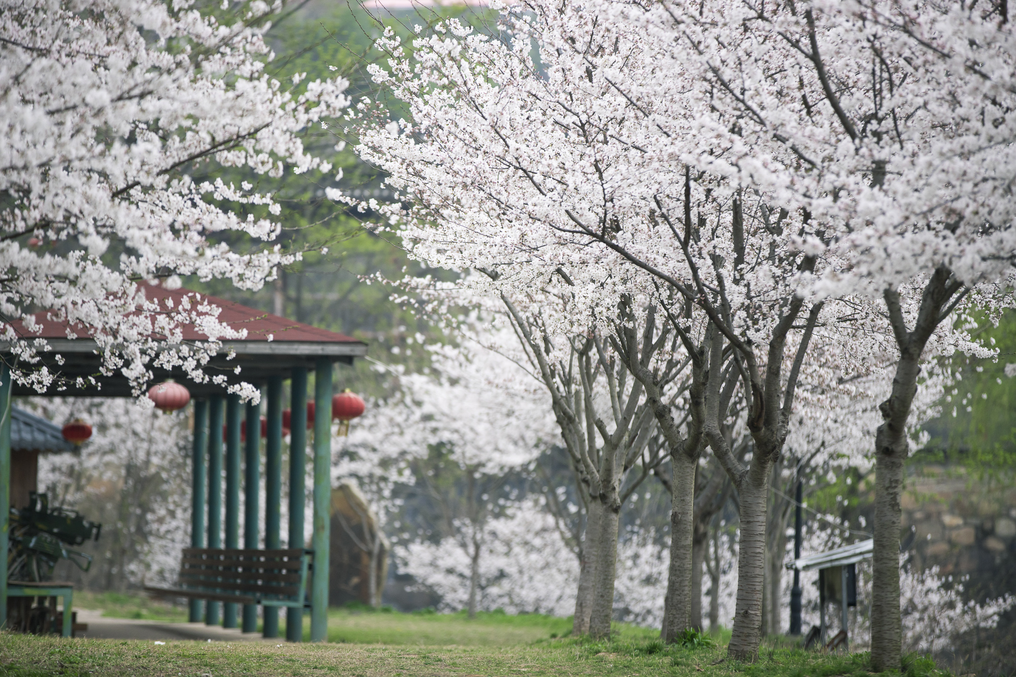 武汉黄陂锦鲤土司城(原锦里沟)的樱花季正值盛放,详细赏花线路
