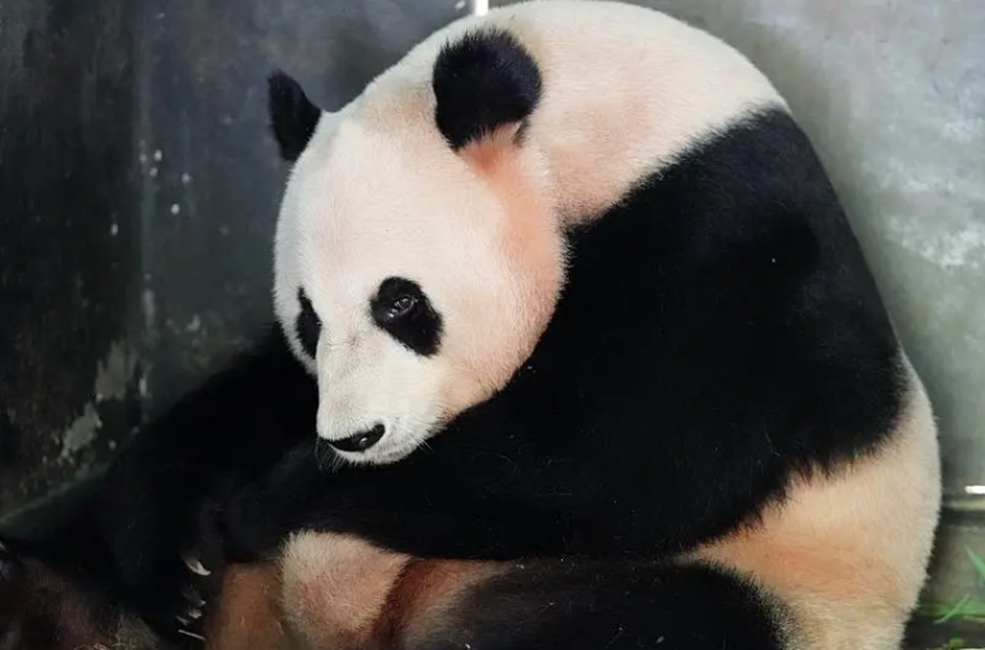 2014年云南农民的羊被咬死两兄弟怒杀野生大熊猫下场如何