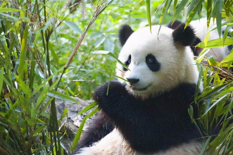 毛线鞋中间熊猫样图案图片