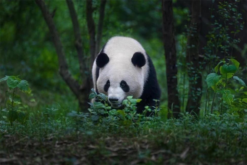 2014年云南农民的羊被咬死两兄弟怒杀野生大熊猫下场如何