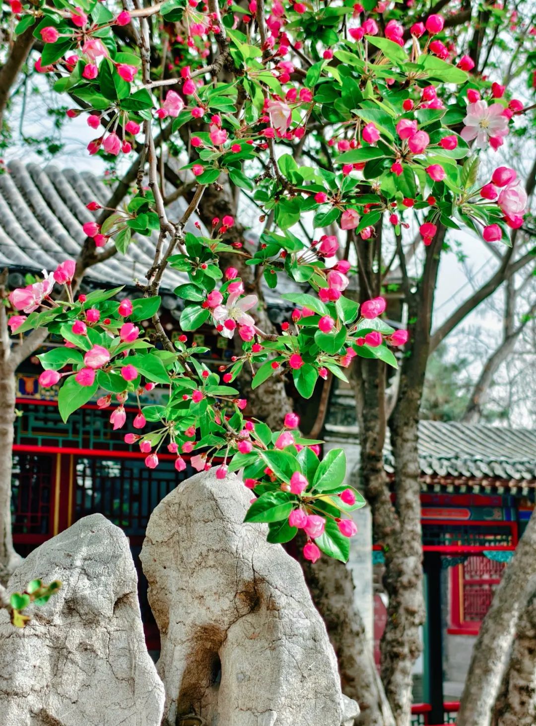 荣国府的西府海棠开了