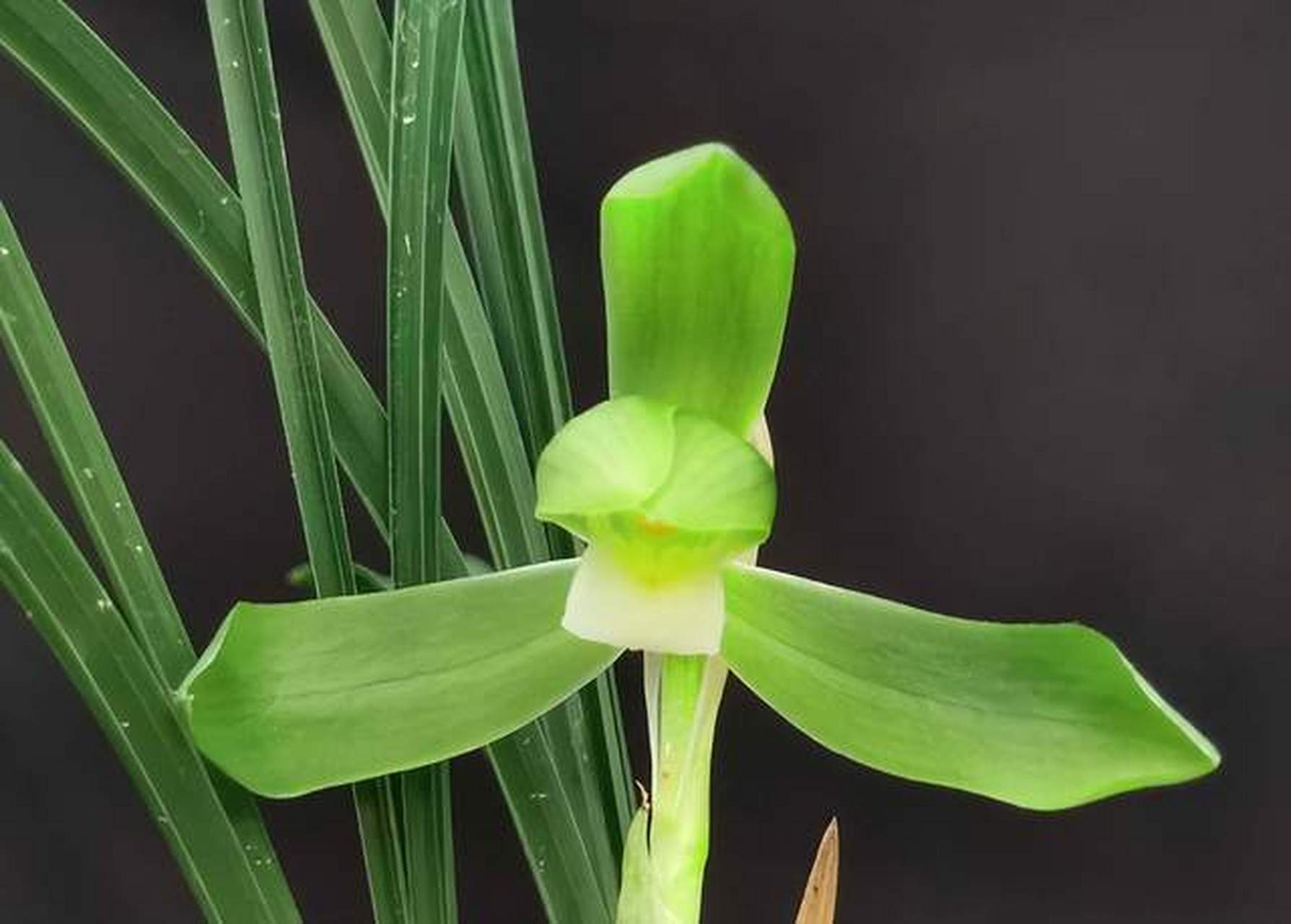 老月佩是一种春兰,历史悠久,1902年由浙江湖州兰农发现.