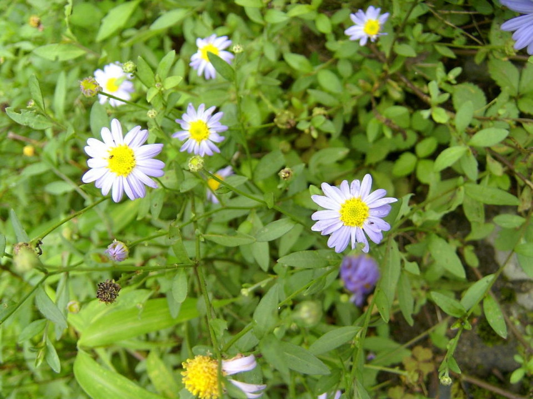 "鱼鳅串"是春季的应季野菜,因其独特的形态和药用价值受到人们喜爱.