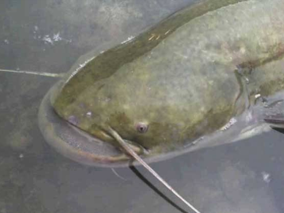 2008年男子花20万买一条全身受伤的鱼后靠这条鱼年入1亿元