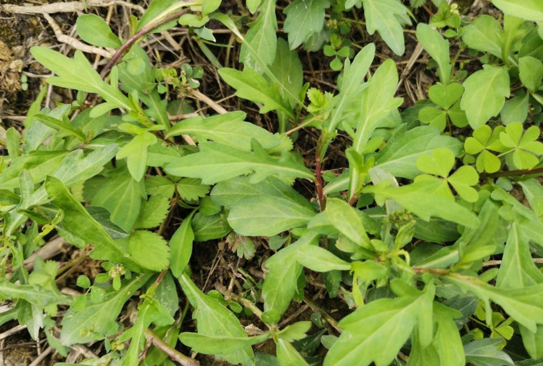 "鱼鳅串"是春季的应季野菜,因其独特的形态和药用价值受到人们喜爱.